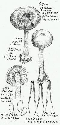 Image of Inocybe glabrescens