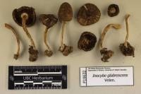 Inocybe glabrescens image