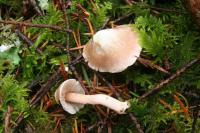 Image of Inocybe grammata