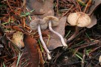 Image of Inocybe griseolilacina