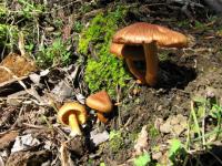 Inocybe inodora image