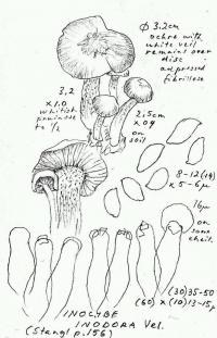 Inocybe inodora image