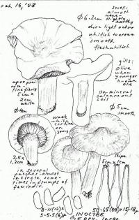 Inocybe insinuata image