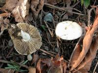 Inocybe insinuata image