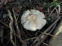 Inocybe insinuata image