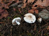 Inocybe insinuata image