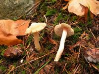 Inocybe kauffmanii image