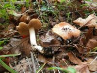 Inocybe lanatodisca image