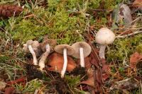 Inocybe lilacina image