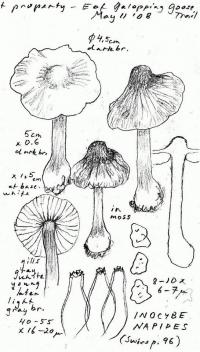 Inocybe napipes image