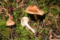 Inocybe nitidiuscula image