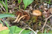 Inocybe perbrevis image