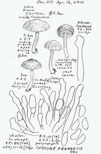 Inocybe perbrevis image