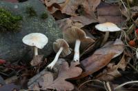 Inocybe whitei image