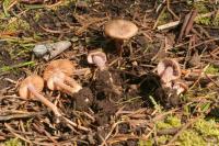 Inocybe pusio image