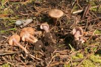 Inocybe pusio image