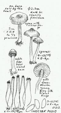 Inocybe pusio image