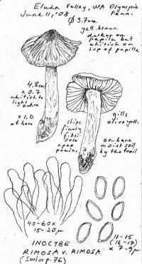 Inocybe rimosa image