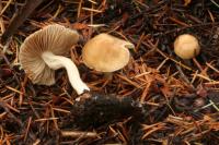 Inocybe sindonia image