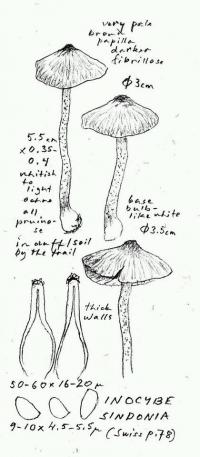 Inocybe sindonia image