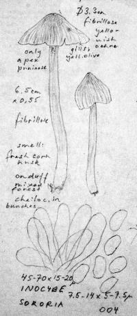 Inocybe sororia image