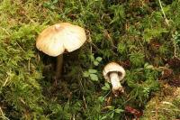 Inocybe sororia image