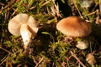 Image of Inocybe splendens