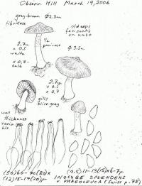 Inocybe splendens image