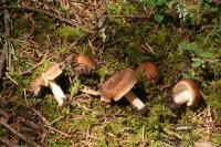 Inocybe splendens image