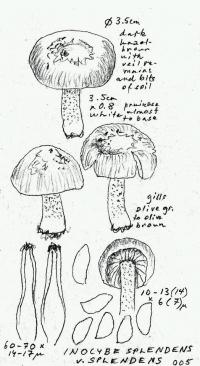 Inocybe splendens image