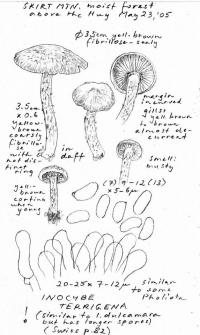 Image of Inocybe terrigena