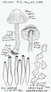 Inocybe xanthomelas image