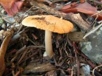 Inocybe xanthomelas image