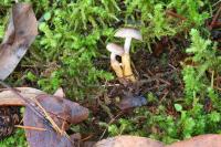 Squamanita paradoxa image