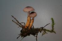 Squamanita paradoxa image