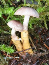 Image of Squamanita paradoxa