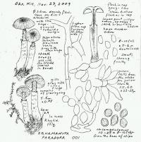 Squamanita paradoxa image