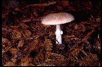 Agaricus benesi image