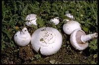 Agaricus campester image