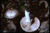 Agaricus subrutilescens image