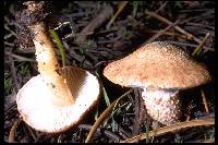 Agaricus terrei image