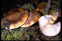 Image of Armillaria zelleri