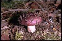 Agaricus xerampelina image