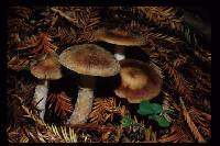 Agaricus subrutilescens image