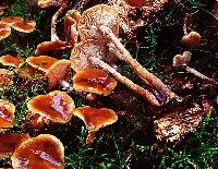 Image of Armillaria nabsnona