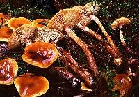 Armillaria nabsnona image