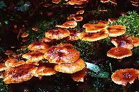 Armillaria nabsnona image