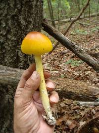 Amanita arkansana image