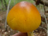 Amanita arkansana image