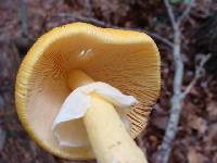 Amanita arkansana image